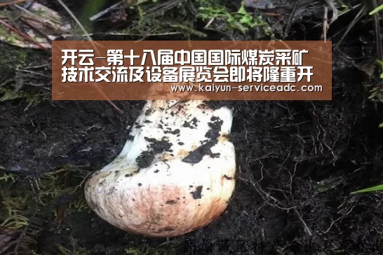 开云-第十八届中国国际煤炭采矿技术交流及设备展览会即将隆重开幕(图3) 开云平台